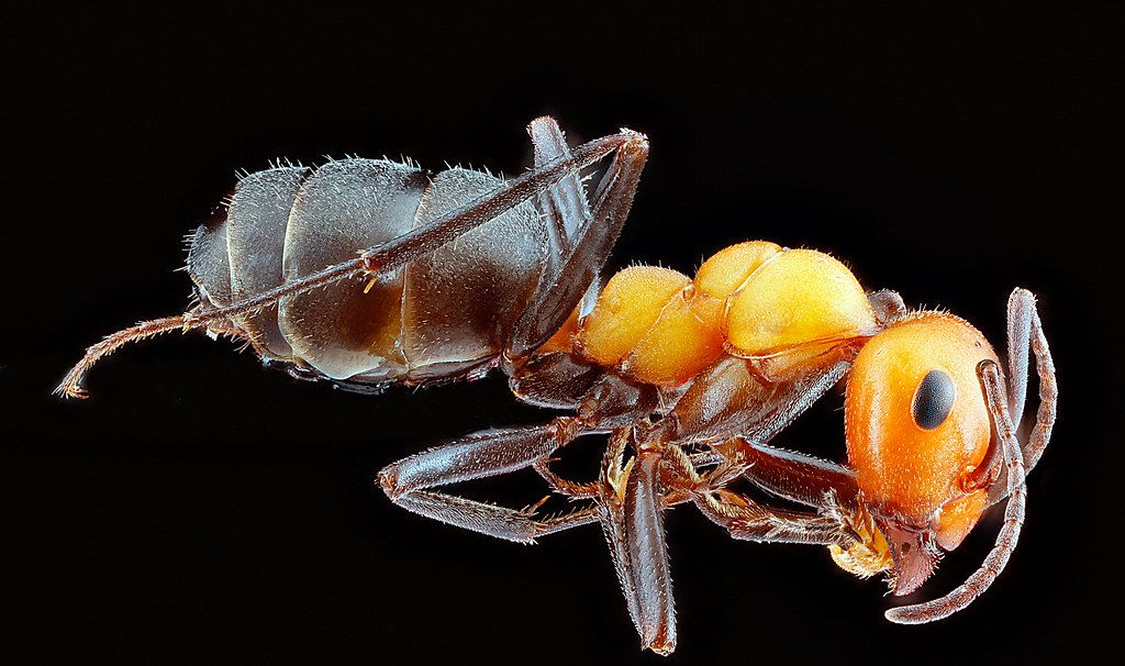 Ant Control service in Santa Rosa, CA