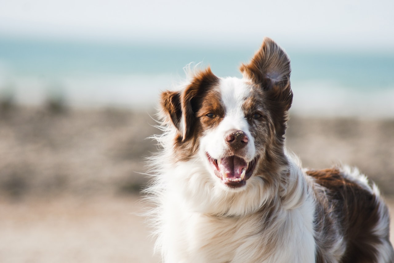 Flea & Tick Control service in Santa Rosa, CA