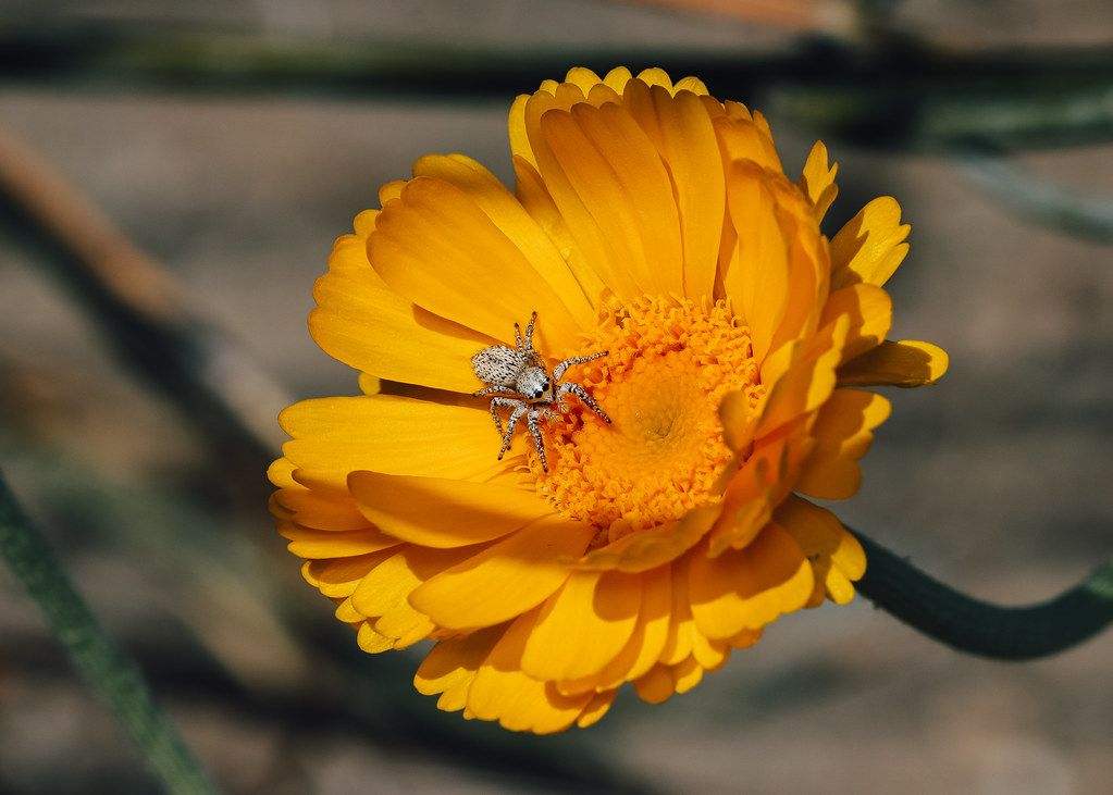 Spider Control service in Santa Rosa, CA